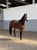 Annuncio cavallo