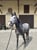 Anuncio de caballos