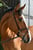 Horse ad