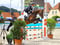 Horse ad