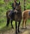 Horse ad