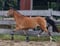 Horse ad