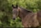 Annuncio cavallo