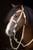 Annonce cheval