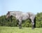 Annuncio cavallo