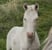 Horse ad