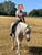 Ogłoszenie konia