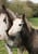 Horse ad