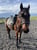 Horse ad