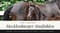 Horse ad