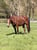 Annonce cheval