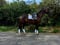 Annuncio cavallo