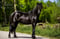 Anuncio de caballos