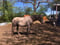 Horse ad