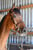 Annuncio cavallo