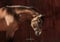 Horse ad