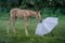 Annuncio cavallo