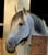 Annuncio cavallo