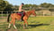 Anuncio de caballos
