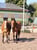 Horse ad