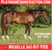 Horse ad