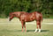 Annuncio cavallo