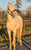 Horse ad