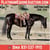 Horse ad