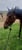 Horse ad