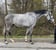 Horse ad