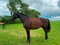 Horse ad
