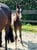 Horse ad
