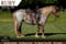 Paardadvertentie