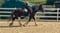 Annuncio cavallo