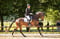 Annuncio cavallo