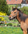 Anuncio de caballos