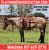 Horse ad