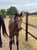 Annuncio cavallo