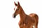 Horse ad