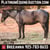 Horse ad