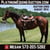 Horse ad