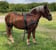 Horse ad