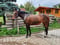 Anuncio de caballos
