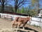 Annonce cheval