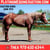 Horse ad