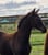 Horse ad