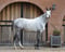 Horse ad