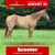 Annonce cheval
