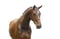Annuncio cavallo