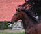 Annuncio cavallo